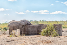 African Elephant Bull Drinking Water From A Concrete Reservoir
