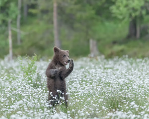 Wall Mural - Young Brown bear (Ursus arctos) standing on its hind legs in the middle of the cotton grass on a Finnish bog