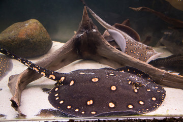 Wall Mural - Stingray leopoldi on a sandy bottom among snags fish, potamotrygon leopoldi. Marine life, fish.