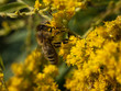 Pszczoła miodna (Apis mellifera) na kwiatach nawłoci pospolitej (Solidago virgaurea L.)