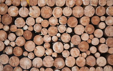 pile of wood logs stumps for winter