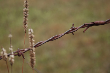 barbed wire