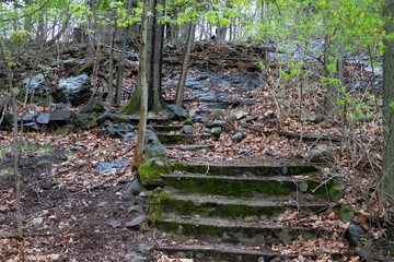 Forest Steps