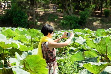 Poster - woman take a picture in the lotus farm