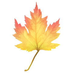 Wall Mural - Realistic maple leaf isolated on white background