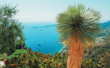 Beautiful View On The Mediterranean Sea With The Focus On A Big Yucca In The Botanical Garden Of Medieval French Village Eze