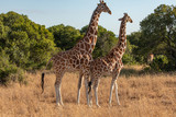 Fototapeta Sawanna - Two Reticulated Giraffes Mating in the Morning, Ol Pejeta Conservancy, Kenya, Africa