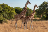 Fototapeta Sawanna - Two Reticulated Giraffes Mating in the Morning, Ol Pejeta Conservancy, Kenya, Africa
