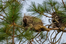 Young Porcupines In A Pine Tree