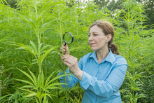 Woman With Magnifying Glass Examining Hemp Plant In A Hemp Plantation