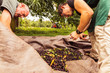 © Westend61 - Two men during cherry harvest in orchard, sorting harvested cherries