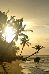 Wall Mural - Beach at Little Corn Island in Niceragua