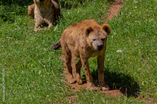 Fotografía a hyena resting in a green meadow