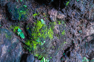 green moss on a rock