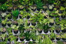 Background Of Many Flowerpots Attached To The Wall