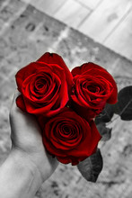 Red Roses In The Hand On Grey Background