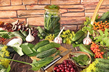 Wall Mural - Cucumbers and ingredients for salting, the concept of healthy diet food. The process of preparing marinades in Russia at home. Cucumbers, dill, garlic, mountain ash,