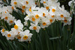 white and orange single naricissus variety of jonquil gowing