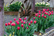 Tulips In Raised Beds With Old Wagon Wheel With Yellow Lillies