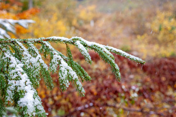 Wall Mural - First snow in the forest in the mountains