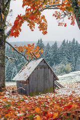 Wall Mural - First snow in the forest in the mountains