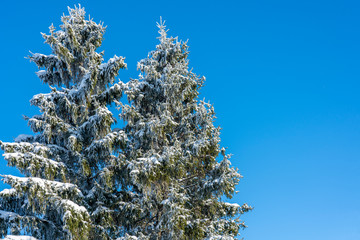 Wall Mural - Postcard, two huge fluffy blue spruce covered with snow on a solid background of blue sky