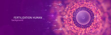 Dragon_test_4mpxNatural Fertilization Web Banner. Sperm And Egg Vector Illustration. Reproductive Medicine Health Care Pregnancy Background. EPS 10