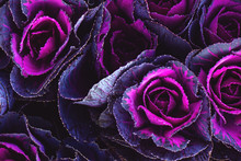 Purple Decorative Cabbage Brassica Close Up Background.