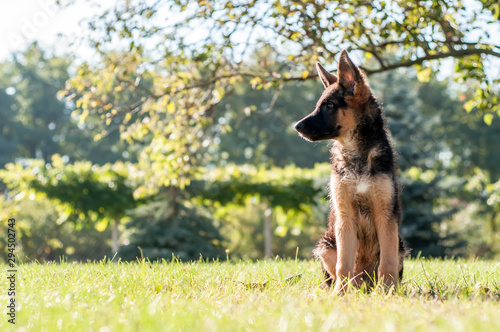 Fotografía A german shepherd puppy sitting on the grass of a backyard