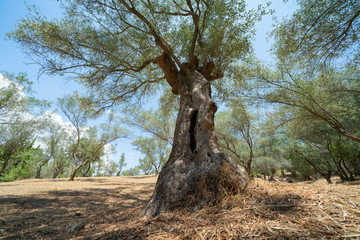 Sticker - Old olive tree in front of orchard