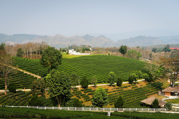 beautiful landscape view of fresh green tea farm, green natural field background of choui fong tea p
