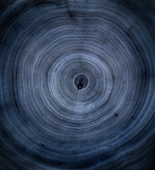 Wall Mural - detailed cool blue denim texture of tree end cut of a felled tree. rough organic texture of tree rin