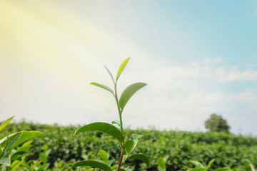 Closeup of fresh green tea leaves and bud in tea farm and blue sky as background, Choui Fong Tea plantation, Mae Chan, Chiang Rai, Thailand.