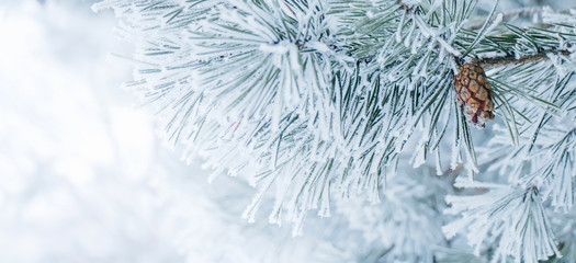 Panoramic Nature Winter background with snowy pine tree