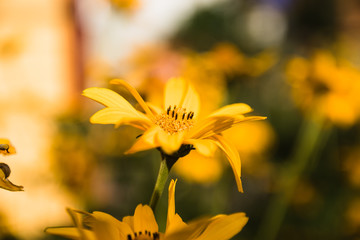 flower with yellow petals on a sunny day with bokeh