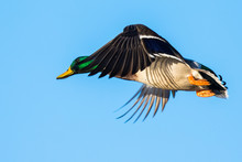 A Drake Mallard Casts A Wary Eye As He Makes A Pass By The Blind