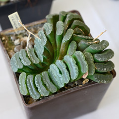 Sticker - Lithops - Blooming stones in a plastic pot.