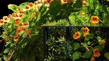 Tropaeolum Majus (garden Nasturtium, Indian Cress, Or Monks Cress) Is A Species Of Flowering Plant In The Family Tropaeolaceae, Originating In The Andes From Bolivia North To Colombia.
