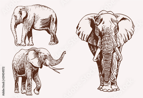 Vintage set of elephants, graphical vector illustration,savanna animal Wallpaper Mural