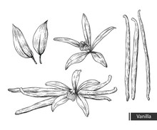 Vanilla Botanical Illustration. Vanilla Flower And Bean Stick Vector Drawing. Hand Drawn Sketch. 