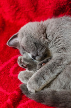 Sleeping British Blue Kitten On Red Blanket