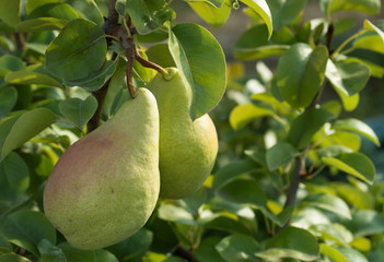 Ripe pears on tree branch.