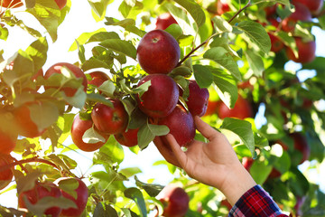 woman picking ripe apple from tree outdoors, closeup