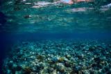 Fototapeta Do akwarium - Tropical underwater view with corals and fish in blue ocean