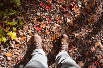 Wall Mural - Man standing on earth with lots of orange maple leaves in the beginning of autumn in canada.