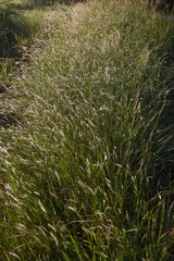 grass in the field