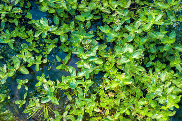 Top-down View of European Speedwell or Brooklime (Veronica Beccabunga), a Herb with Blue Flowers, Evergreen Leaves Growing in a Wet Area on the Margin of a Brook. Was Used as Remedy for Land Scurvy.