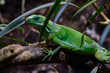 Green lizzard on a trunk