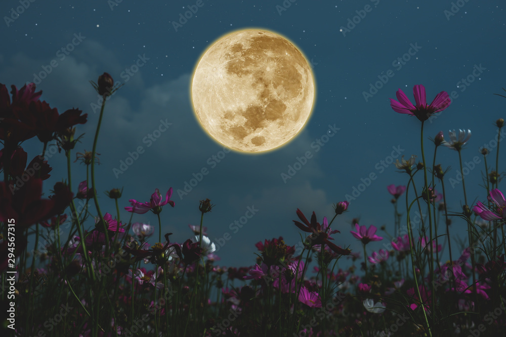 Dark cosmos flower with full moon at night. - obrazy, fototapety, plakaty 
