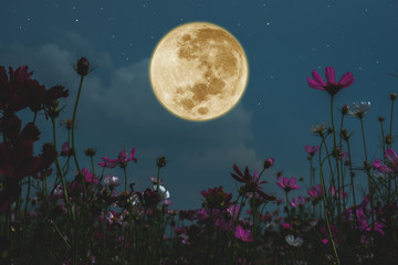 dark cosmos flower with full moon at night.